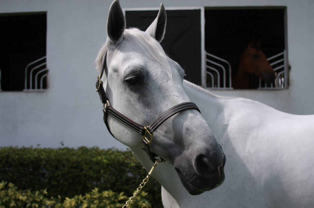 Equestrian Sales